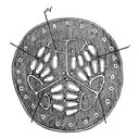 Kavun