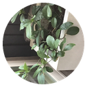 Limon
