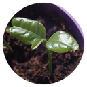 Mandalina